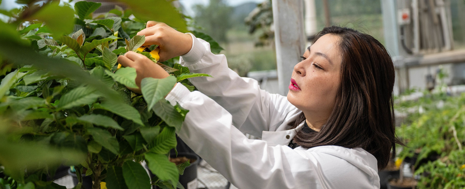 A researcher trimming a plant in UBC Okanagan's Plant Research facility.