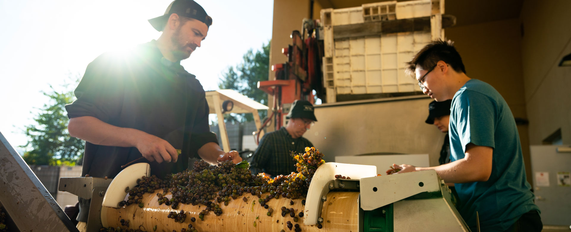 A co-op student helping wine makers process grapes at a vineyard.