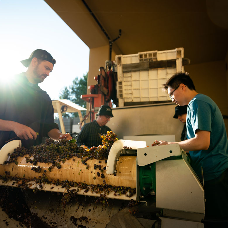 A co-op student helping wine makers process grapes at a vineyard.